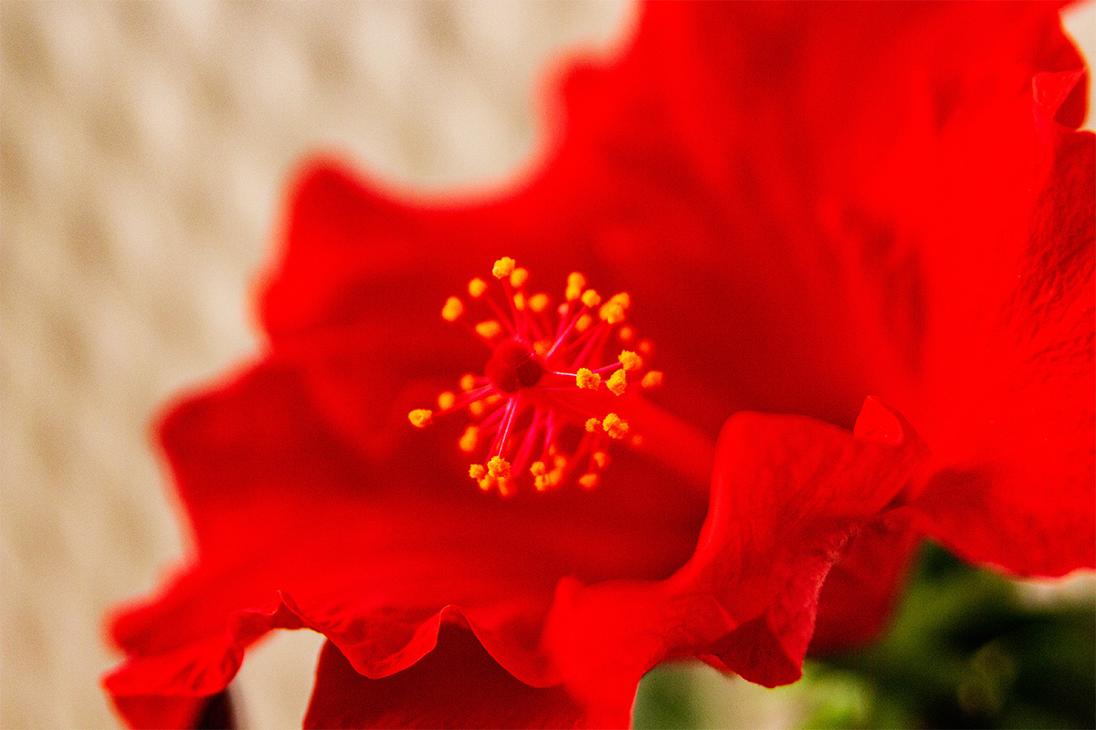 foto de planta con detalle en la flor roja de hibisco abierta