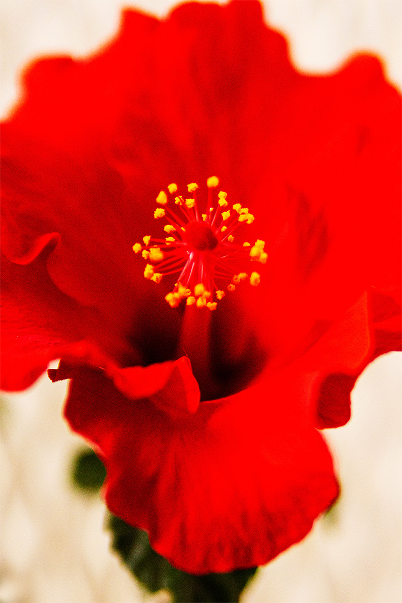 foto de planta con detalle en la flor roja de hibisco abierta