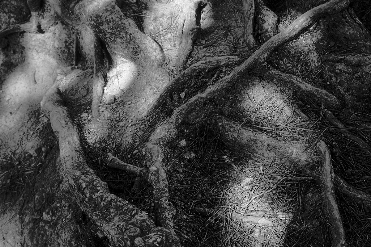 fotografía natural de las raíces de un arbol de un bosque