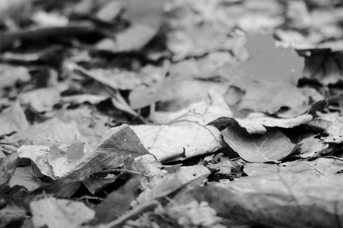 foto de hojas caídas en otoño